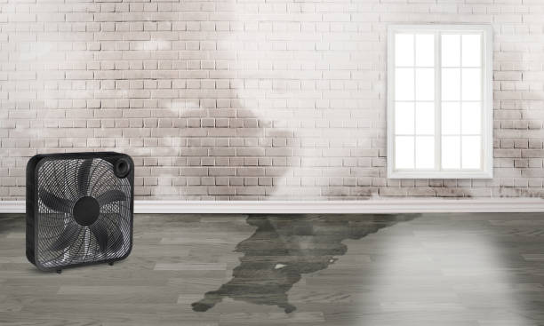 Best Water damage restoration services  in Nellysford, VA